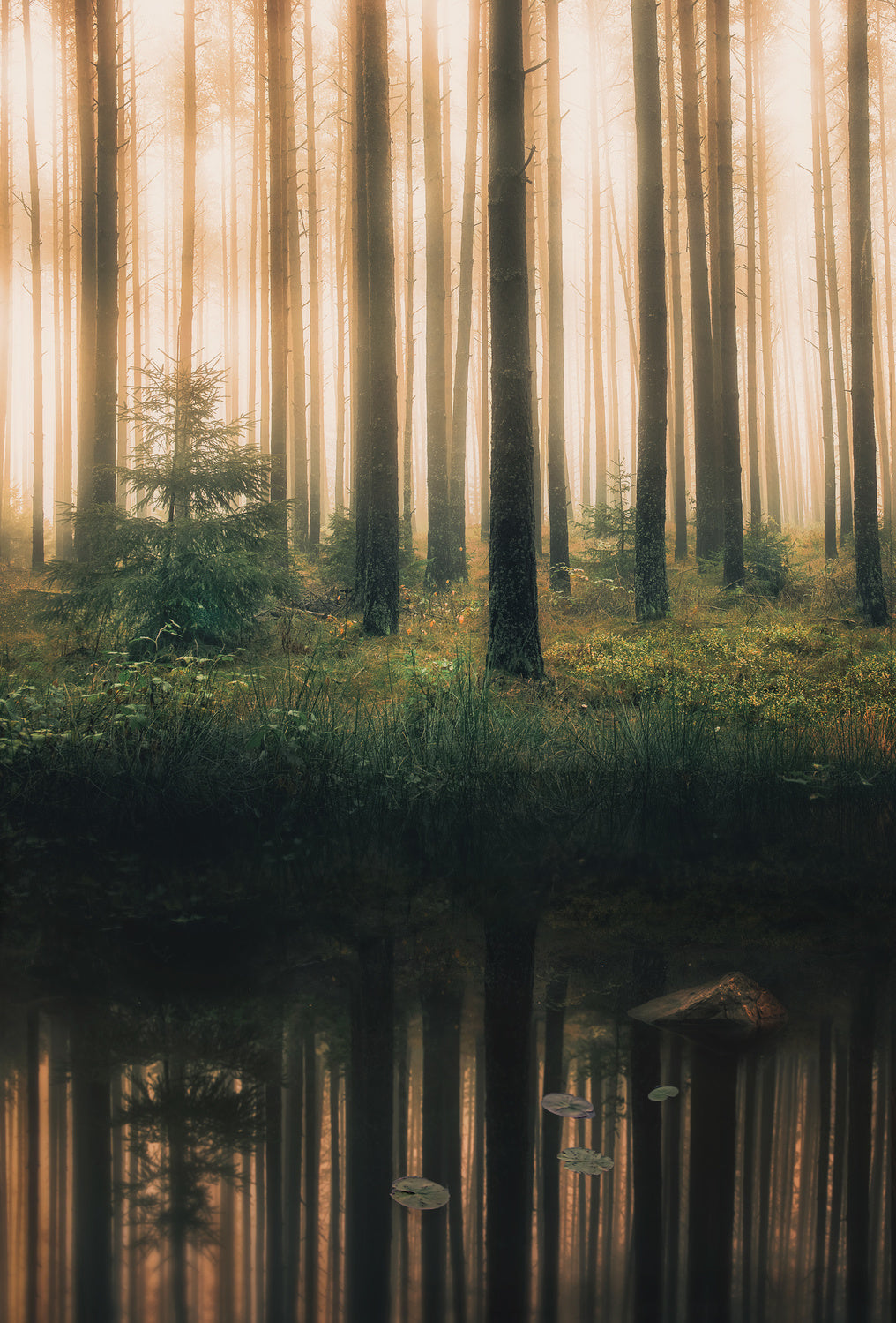 Reflection in the foggy forest Poster och Canvastavla