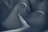 Parrot Poster och Canvastavla