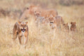 Lions Poster och Canvastavla