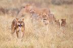 Lions Poster och Canvastavla