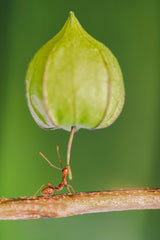 weaver ant leg strength Poster och Canvastavla