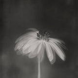 Dark sepia Poster och Canvastavla
