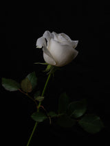 white rose Poster och Canvastavla