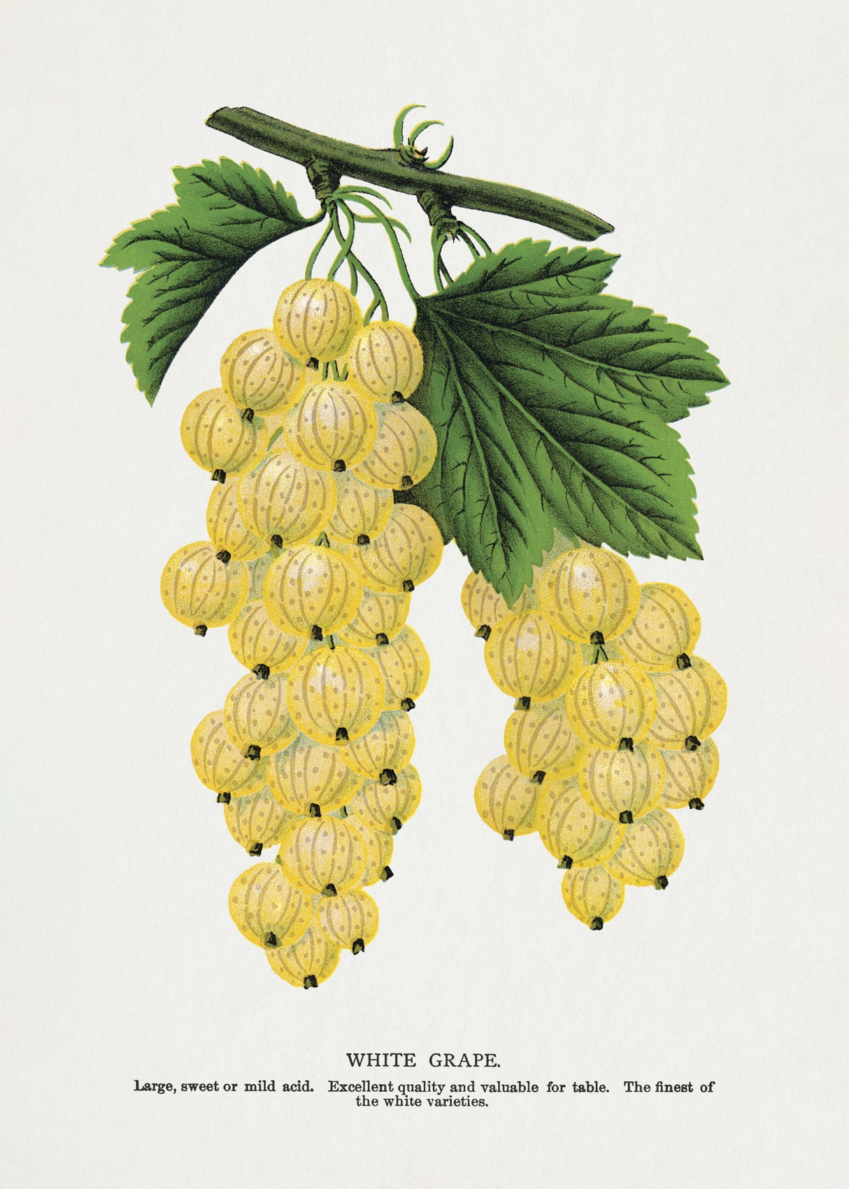 White Grape Lithograph Poster och Canvastavla