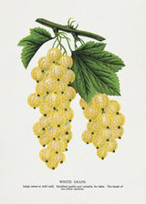 White Grape Lithograph Poster och Canvastavla