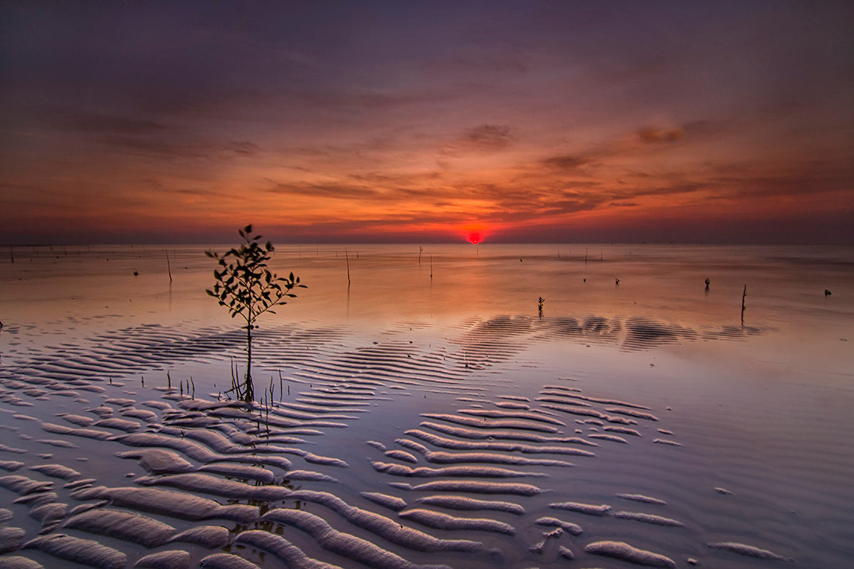 A Tree In The Sand Poster och Canvastavla