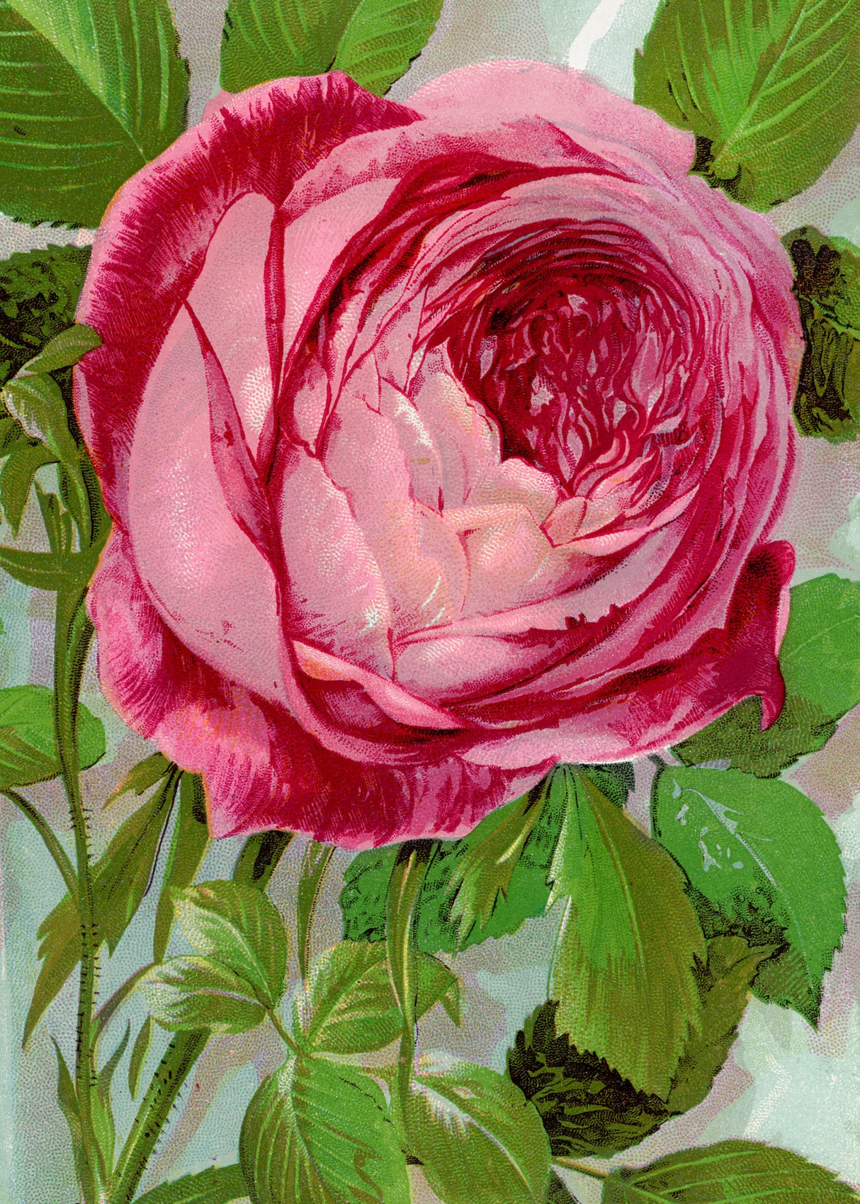 Pink Rose, Mrs John Laing Lithograph Poster och Canvastavla