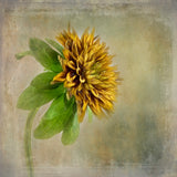 Flower Portrait Poster och Canvastavla