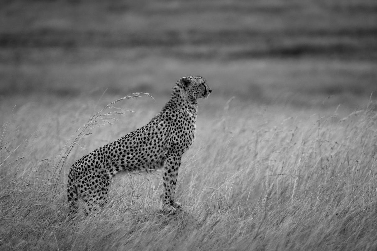 cheetah times Maratriangle Poster och Canvastavla
