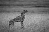 cheetah times Maratriangle Poster och Canvastavla