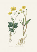 Lesser Spearwort (ranunculus Flammula) Medical Botany Poster och Canvastavla