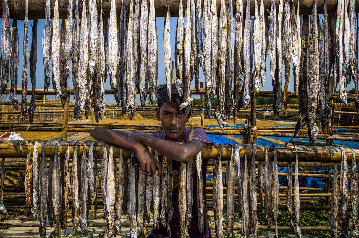 A worker boy of dried fish Poster och Canvastavla