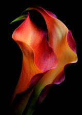 Tenderness Poster och Canvastavla