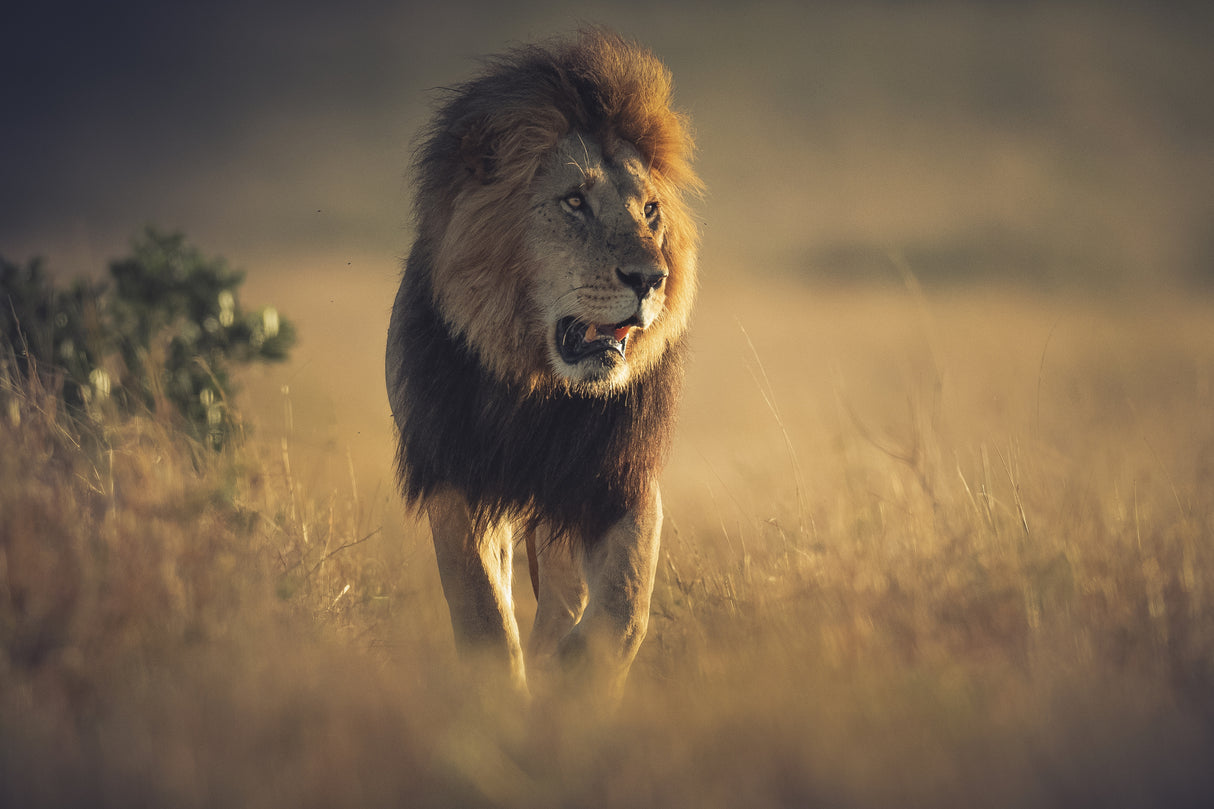 The King Poster och Canvastavla