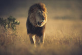 The King Poster och Canvastavla