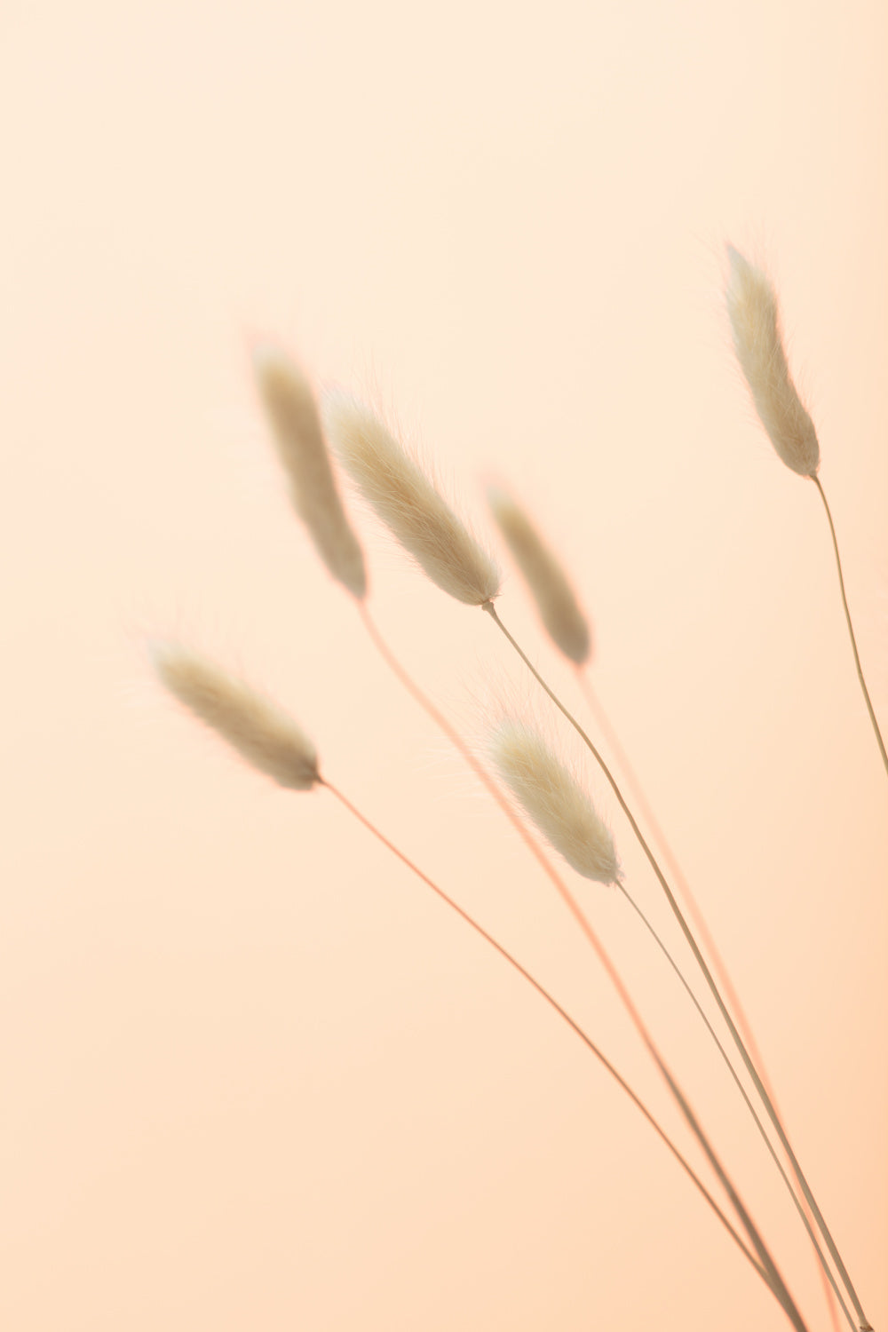 Bunny Grass Peach 03 Poster och Canvastavla