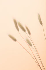 Bunny Grass Peach 03 Poster och Canvastavla