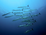 Barracudas Poster och Canvastavla