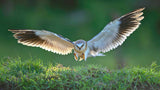 Black-winged Kite Poster och Canvastavla