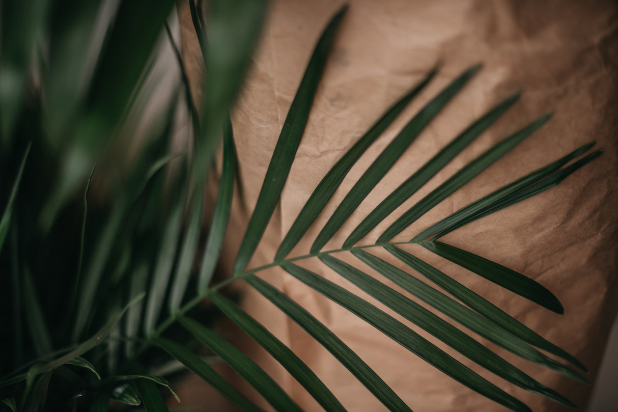Palms &amp; Craft Paper Poster och Canvastavla