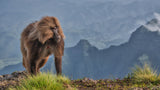The lion monkey Poster och Canvastavla