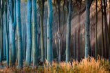 Light in the Woods Poster och Canvastavla