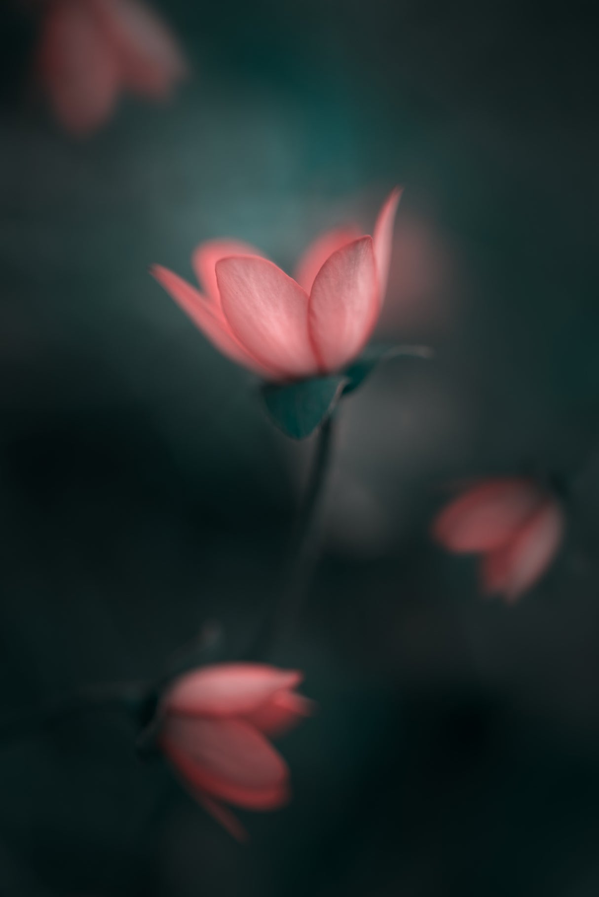flower awakening... Poster och Canvastavla