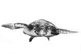 White and turtle Poster och Canvastavla