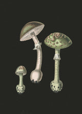 Amanita Muscaria Dark Background Poster och Canvastavla