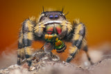 phidippus otiosus with housefly Poster och Canvastavla
