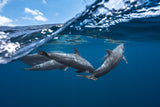 Dolphins Poster och Canvastavla