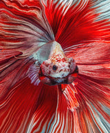 The Red Fish Poster och Canvastavla