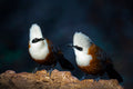 White-crested laughingthrush Poster och Canvastavla
