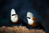 White-crested laughingthrush Poster och Canvastavla