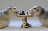 Playing  Chess! Poster och Canvastavla