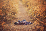 Autumn dream Poster och Canvastavla