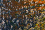 autunno Poster och Canvastavla
