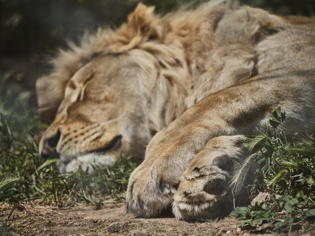 a sleeping African male lion Poster och Canvastavla