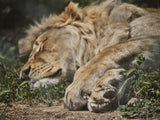 a sleeping African male lion Poster och Canvastavla