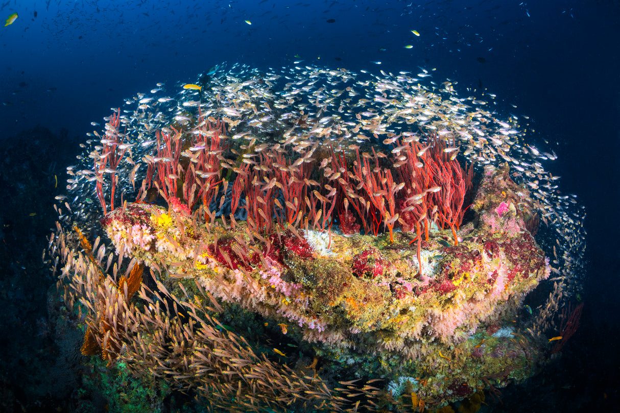 Reefscape of Tachai Pinnacle Poster och Canvastavla