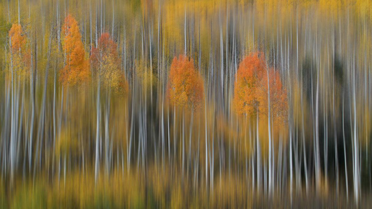 Fall Impression #2 Poster och Canvastavla
