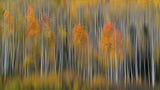 Fall Impression #2 Poster och Canvastavla
