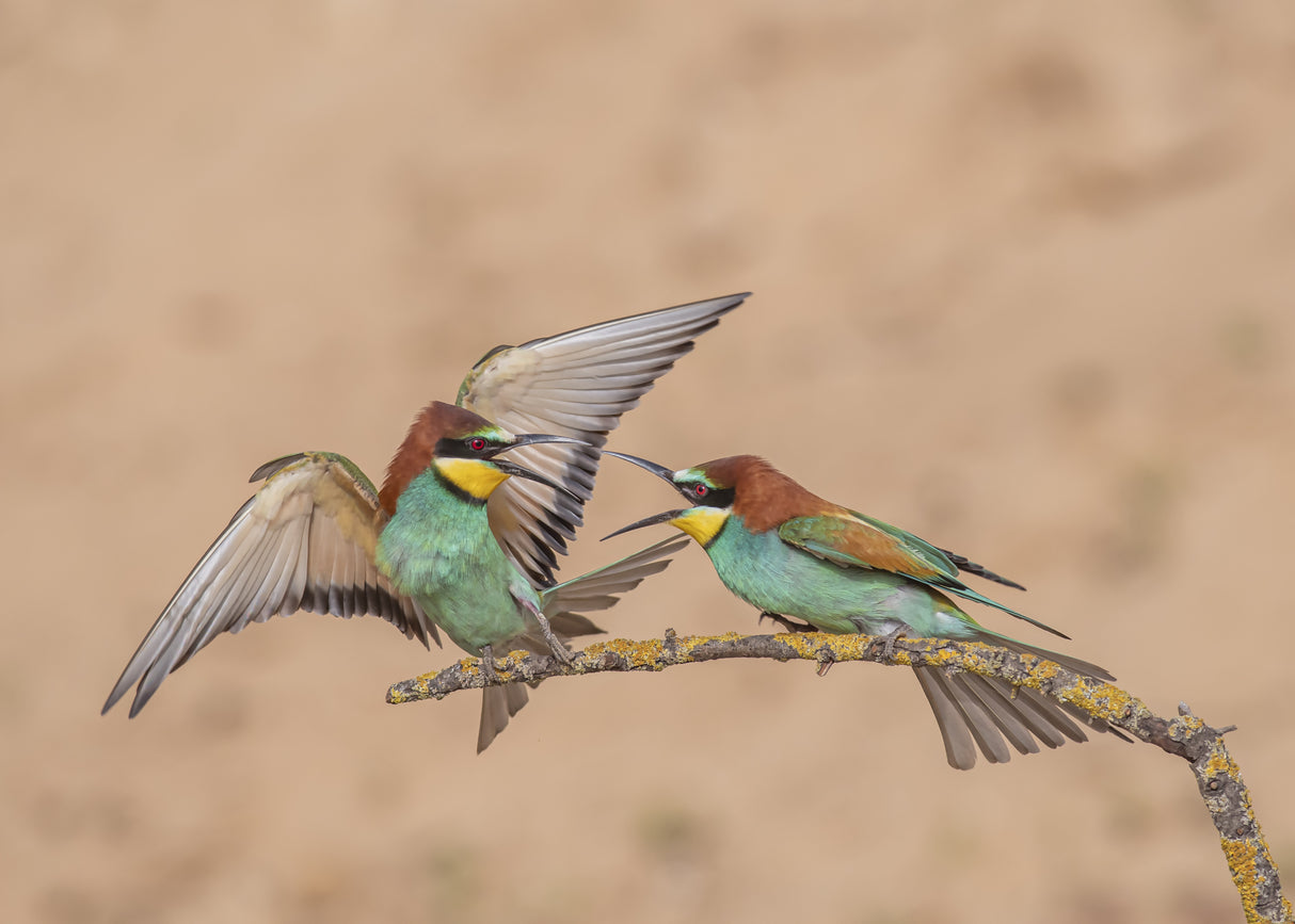 Bee-eater Poster och Canvastavla