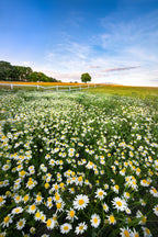 Daisyfield in Sweden Poster och Canvastavla
