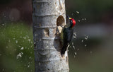 Black-cheeked Woodpeckert Poster och Canvastavla