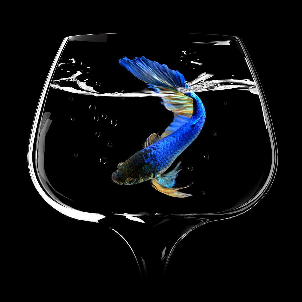 Betta Fish Dance Poster och Canvastavla