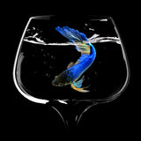 Betta Fish Dance Poster och Canvastavla