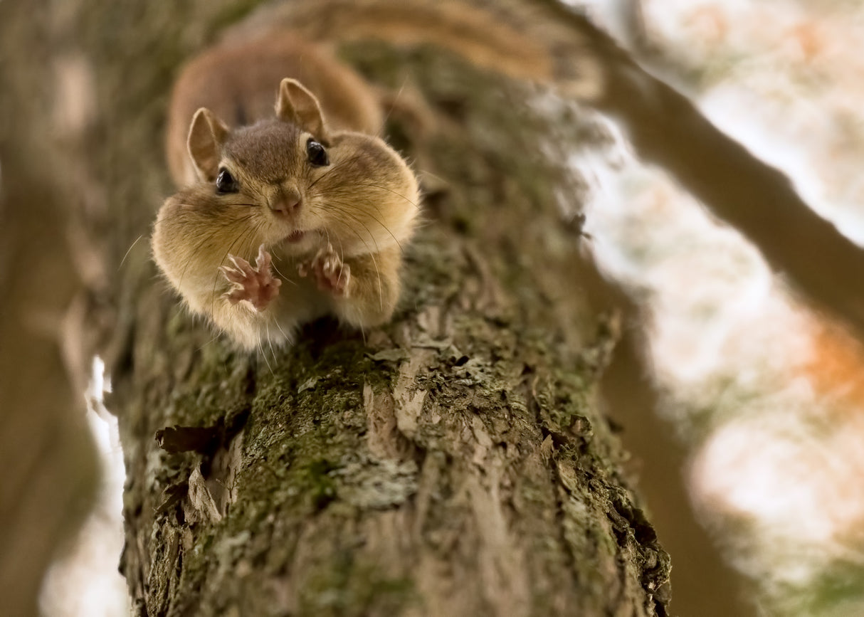 Don't you even try to grab my nuts! Poster och Canvastavla