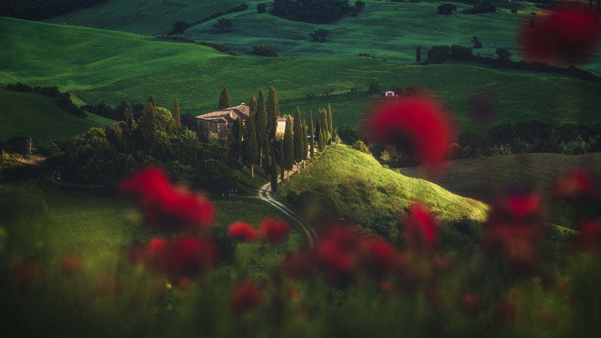 Tuscany - Spring Blossoms Poster och Canvastavla