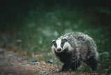 A curious badger in the forest Poster och Canvastavla